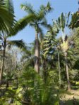 Roystonea regia 