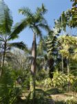 Roystonea regia 