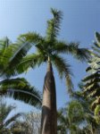 Roystonea regia 