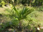 Coccothrinax argentata