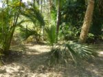 Sabal minor 