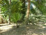Sabal minor 