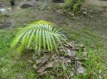 Dypsis nauseosa 