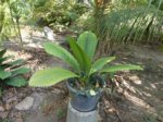 Johannesteijsmannia magnifica�
