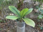 Johannesteijsmannia magnifica�