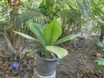 Johannesteijsmannia magnifica�