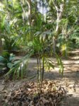 Pinanga heterophylla