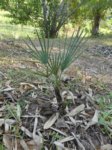 Trithrinax brasiliensis