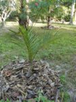 Hyophorbe verschaffeltii 