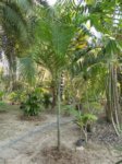 Dypsis lanceolata 