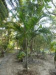 Dypsis lanceolata 