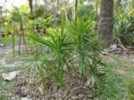 Livistona humilis