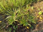 Livistona humilis