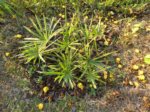 Livistona humilis