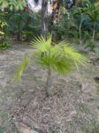Thrinax radiata