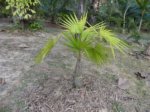 Thrinax radiata