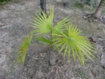 Thrinax radiata