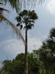 Washingtonia robusta� 