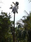 Washingtonia robusta� 