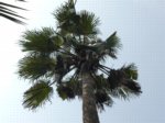 Washingtonia robusta� 
