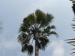 Washingtonia robusta� 