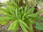 Itaya amicorum 
