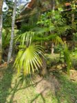 Thrinax radiata