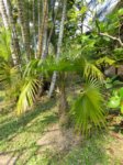 Thrinax radiata