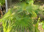 Thrinax radiata