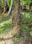 Thrinax radiata
