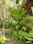 Chambeyronia macrocarpa penne verte * et nouvelle palme rouge * Toutes les 2 lunes