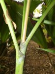 Dransfieldia micrantha * ex Heterospathe micrantha  