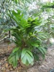 Iguanura geonomiformis