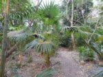 Thrinax radiata