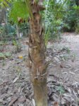 Thrinax radiata