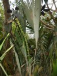 Arenga hookeriana hybride naturel