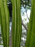Areca catechu variegata 