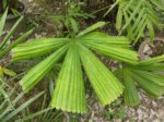 Lanonia dasyantha * ex Licuala dasyantha