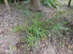 Livistona humilis