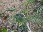 Livistona humilis