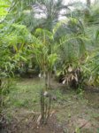 Dypsis arenarum 
