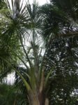 Mauritia flexuosa 