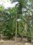 Syagrus cocoides 