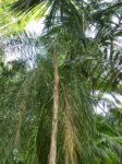 Syagrus cocoides 