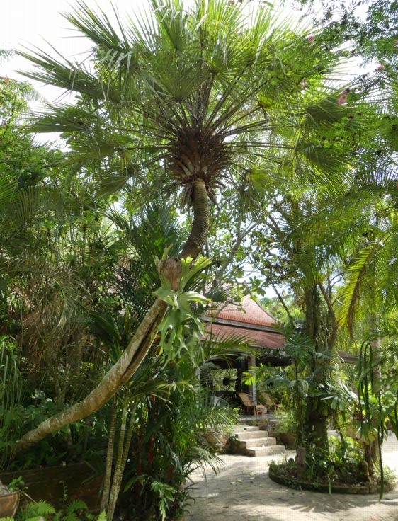 Archives des Palmier extérieur - Jardin23