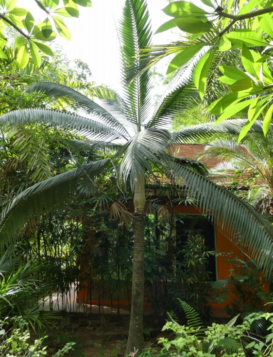 Archives des Palmier extérieur - Jardin23