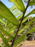 Aiphanes minima * acanthophylla/corallina/erosa/ * luciana/vincentiana