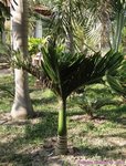 Areca catechu dwarf * Varit du Cambodge