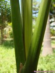 Areca catechu variegata 