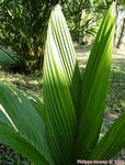 Areca macrocalyx var. mariea 